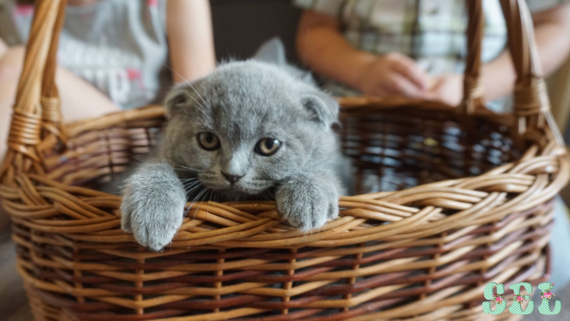 Ми Ми Ми ВЛОГ: Семь котят Seven funny kittens смотреть онлайн