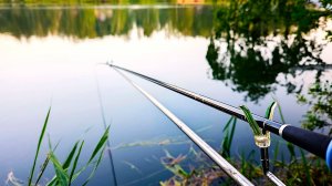 Карп в золоте. Так дышит лето