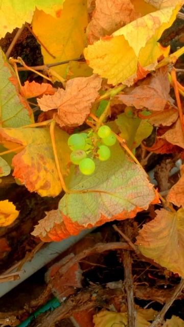 Grapes | Shamim Zoha Surzo... смотреть онлайн