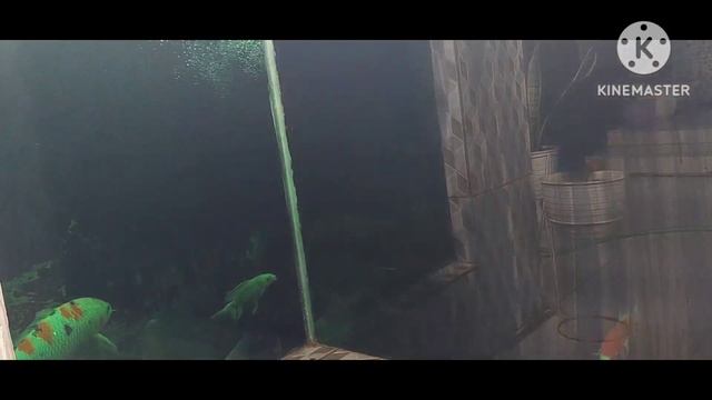 penggunaan lampu uv 13 watt untuk kolam koi 1,5ton air...efektif смотреть онлайн