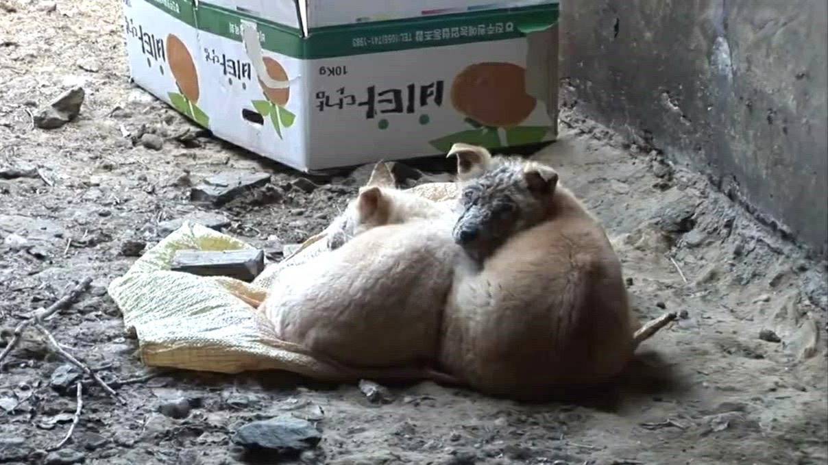 В ГРЯЗНОМ ЗАБРОШЕННОМ МЕСТЕ два щенка мёрзли сжимаясь в комочек, но там был и третий щенок