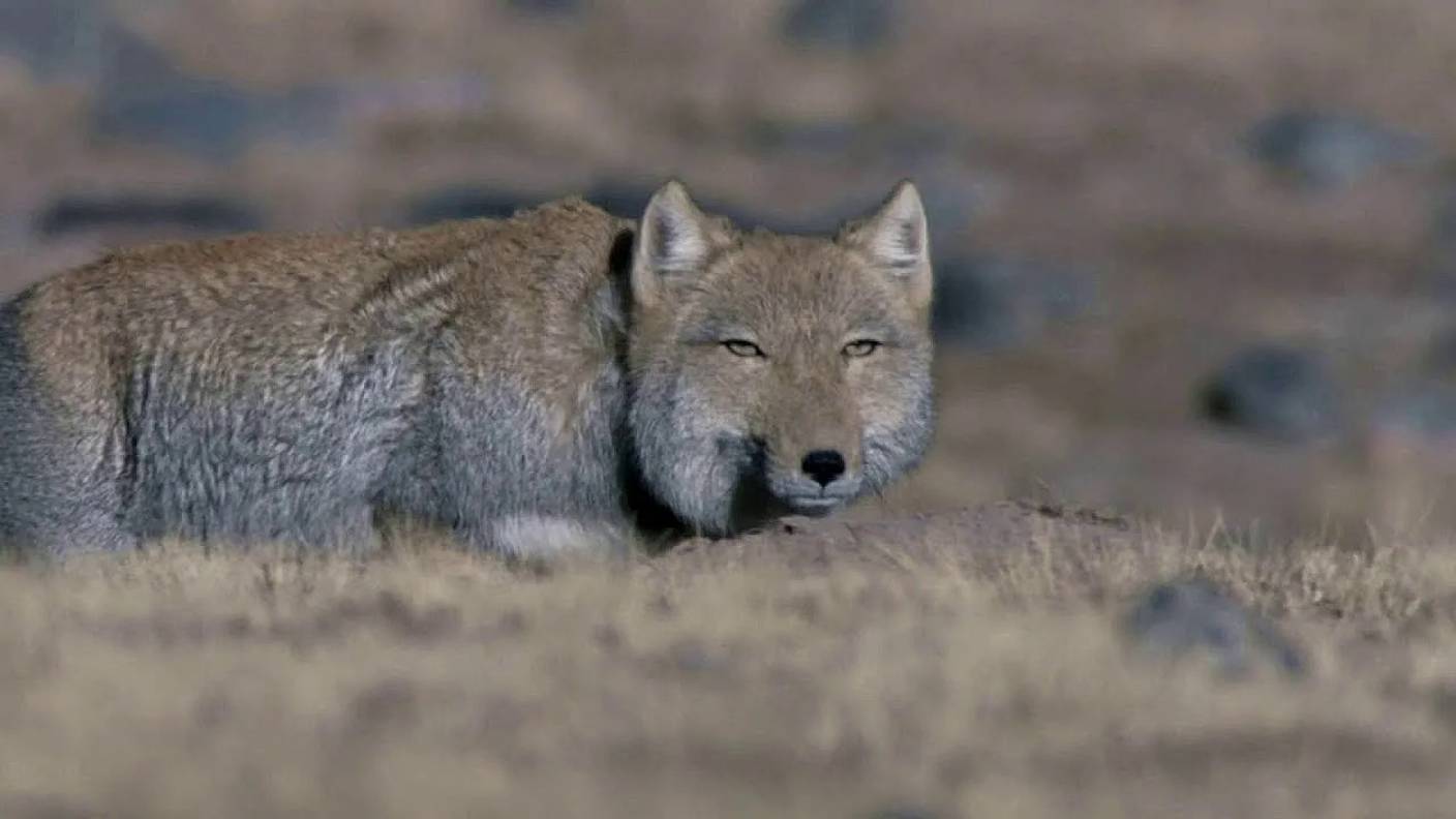 Необычные виды ЛИСИЦ, о которых стоит узнать смотреть онлайн