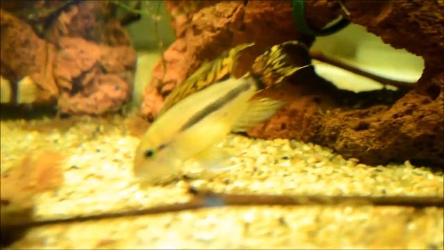 Apistogramma Cacatuoides With Fry Feb 6, 2013 смотреть онлайн
