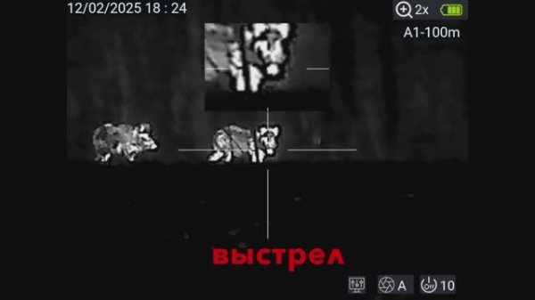 Промазал но исправился. Кабаны с подхода