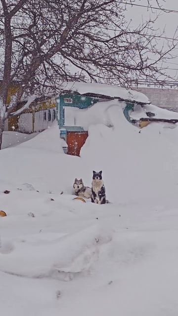 Николаевск-на-Амуре заметает понемногу. 07.02.2025 смотреть онлайн
