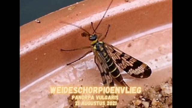 Weideschorpioenvlieg Panorpa vulgaris 21 augustus 2021 смотреть онлайн
