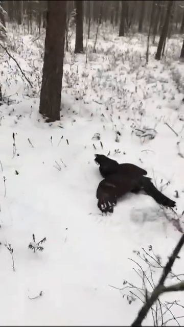 ОХОТА НА ГЛУХАРЯ ! 2023 ! КРУПНАЯ ДИЧЬ! #охота#глухарь#дичь#2024#девушка#рыбалка смотреть онлайн