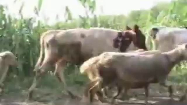 Непонятное разномастное стадо.avi смотреть онлайн