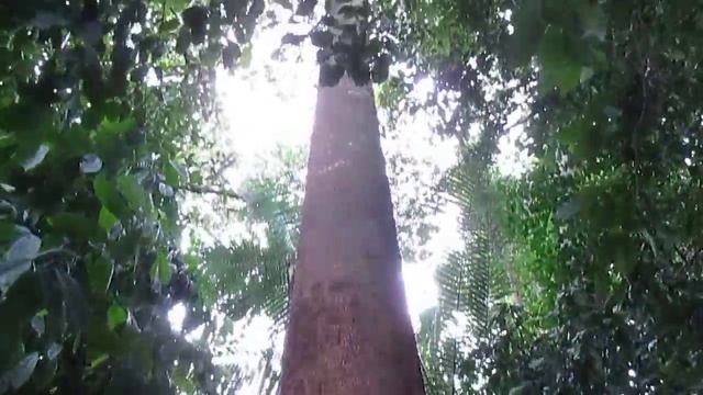 Botanic garden, Singapore, walking through the forest 20.09.16 смотреть онлайн