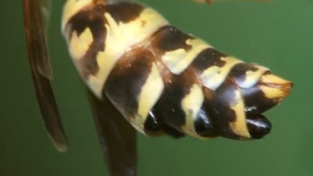 Polistes sp. with Xenos vesparum (Strepsiptera) (2) смотреть онлайн