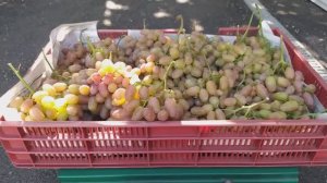 Урожай винограда «Преображение». Сезон 2024