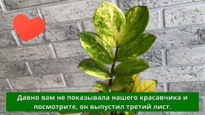Обзор вариегатного замиокулькаса Шорт Лив