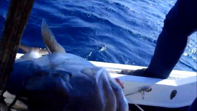 Croatia Big Game Offshore Fishing ''Artena'' -- Hunting Tuna & Amberjack смотреть онлайн