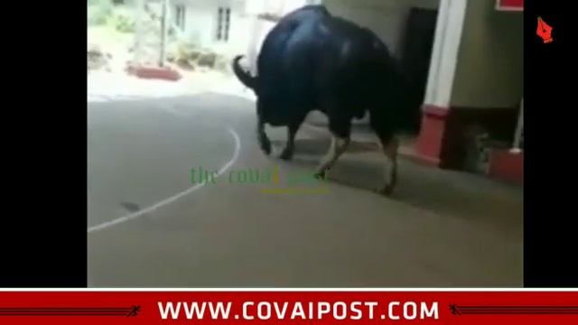 Students shocked as gaur wanders inside school in Ooty смотреть онлайн
