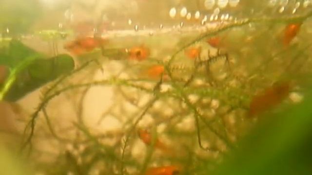 мои мальки пецилий смотреть онлайн