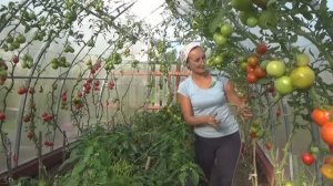 6 соток в сентябре 2020 года. Сказка про гадкого томатенка...