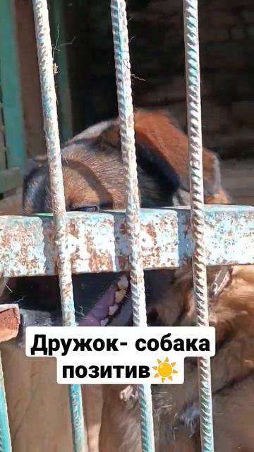 Чтобы не происходило в мире, Дружок всегда в отличном настроении. И поднимет его вам😃 смотреть онлайн