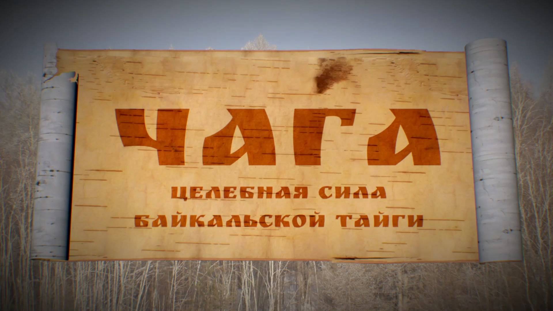 Чага. Целебная Сила Байкальской тайги.