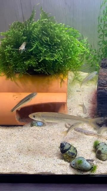 淡水魚達🐟#オイカワ #ウグイ #淡水魚 смотреть онлайн