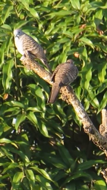 A pair of doves look cute 💕 #shorts #birds #Animal смотреть онлайн
