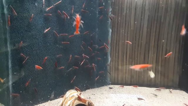 Aqua-Tropica " Das Original" - Red Sakura Garnele - Neocaridina davidi "Red Sakura" смотреть онлайн