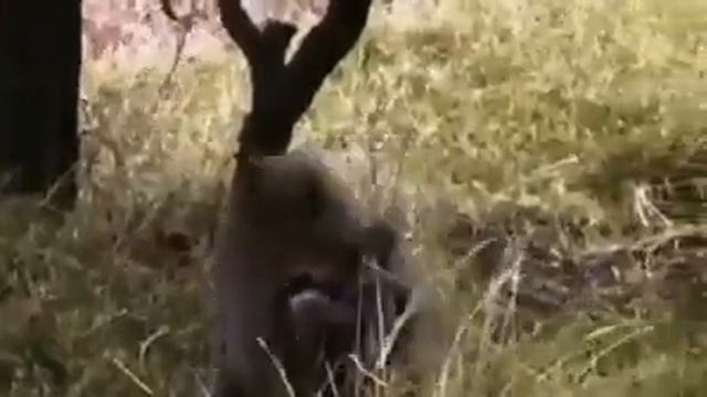 unbelievable animal heroes, baboon saves a gazelle from a leopard смотреть онлайн