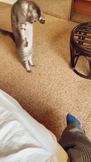 Смешные котики танцуют! Funny cats are dancing! смотреть онлайн