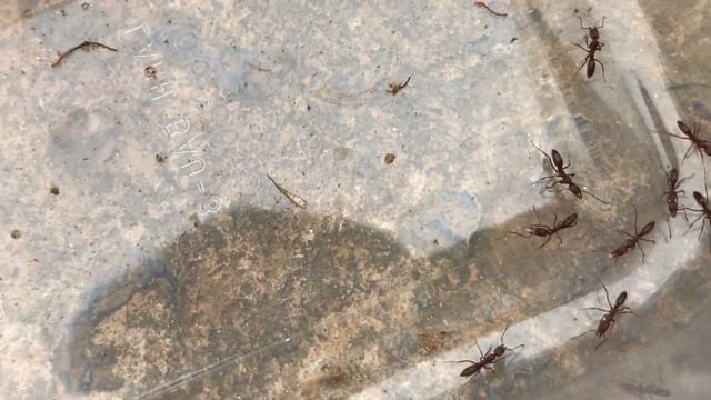 Mesoponera Melanaria 1 Queen 30 Worker! смотреть онлайн