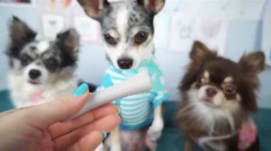 Эйван и его коллекция игрушек для собак! 🐕🎾