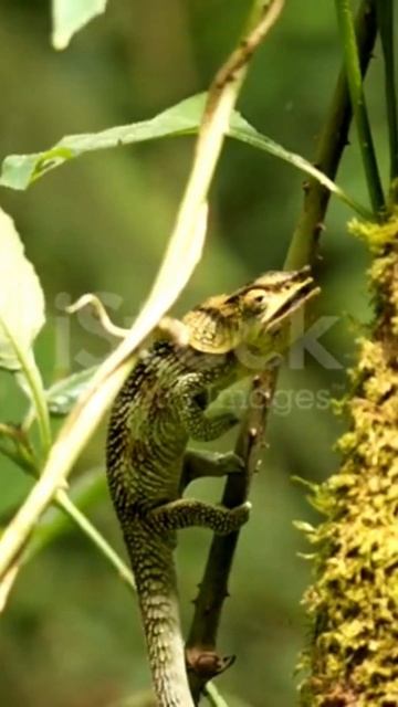 chameleon amazing facts ⌛#factshorts #trendingshorts смотреть онлайн
