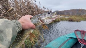 Ловля щуки на торфянике