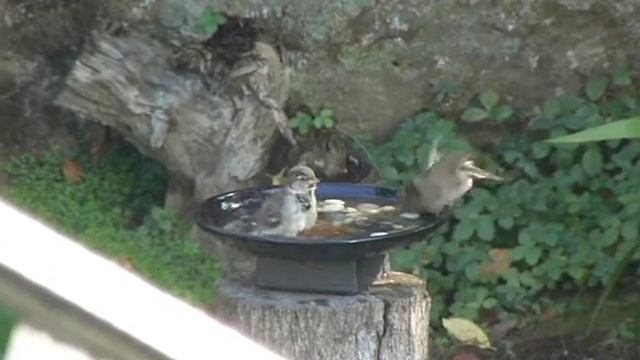 Gorriones - Passer domesticus - Sparrows bathing смотреть онлайн