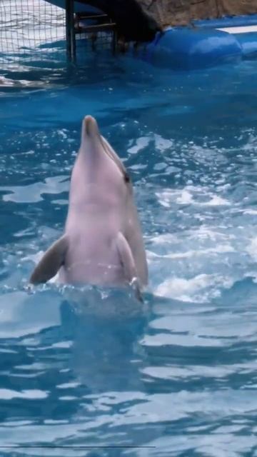 dolphins #subscribes #share смотреть онлайн