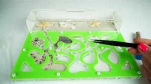 Муравьи нашли яйцо! Реакция собаки на муравьиную ферму 🐜🐶