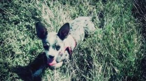 Моё детство — Эйван Бро🐕✨