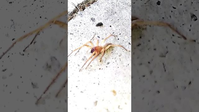 Handling and observing the sac spider [Clubiona sp] смотреть онлайн