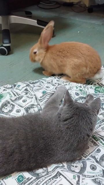 How cats love rabbits.Как кошки любят кролят. смотреть онлайн