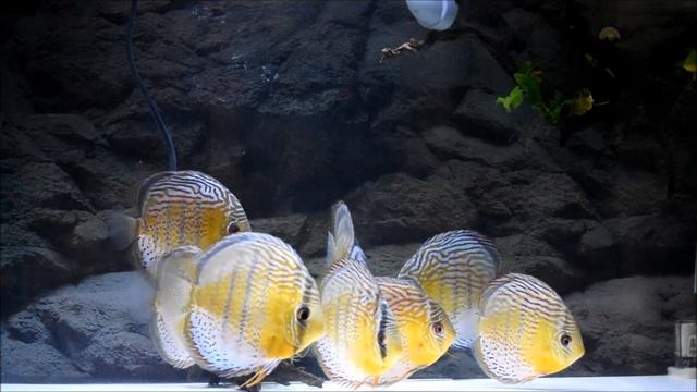 【安眠】リラックスして泳ぐワイルドグリーンディスカス － 癒しＢＧＭと共に【Wild Discus】 смотреть онлайн