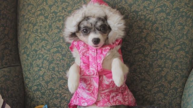 Одежда для чихуахуа Софи: стильно и уютно! 👗🐕 смотреть онлайн