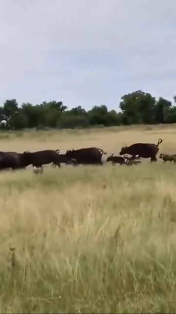 wild dogs chasing buffalos #shorts смотреть онлайн