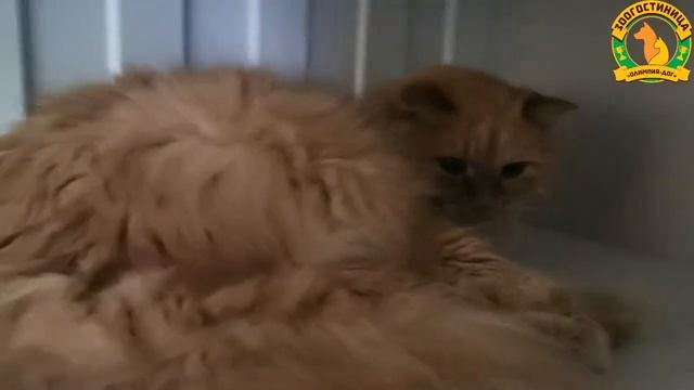 Кошки 02.09.20. 3 часть смотреть онлайн