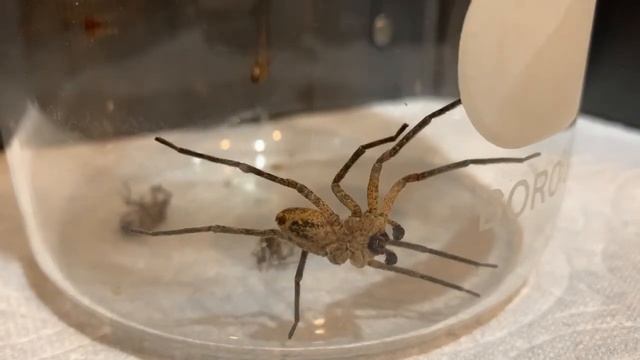 Introducing new spider #3: Zoropsis spinimana смотреть онлайн