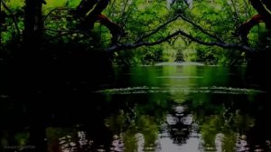 Журчание ручья и пение птиц 4 часа!