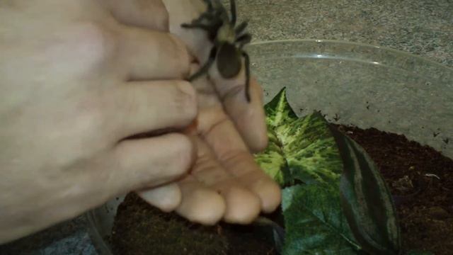 New pet tarantula and my vinegaroons cage. смотреть онлайн