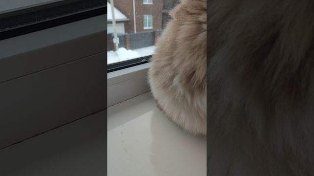 в этом видео вы узнаете как персик смотрит важные места например он смотрит на камеру смотрит налево