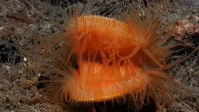 Rare species discovered under water смотреть онлайн