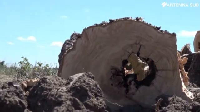 14 febbraio 2022 - Xylella: "Una cimice "assassina" per combattere il virus degli ulivi смотреть онлайн