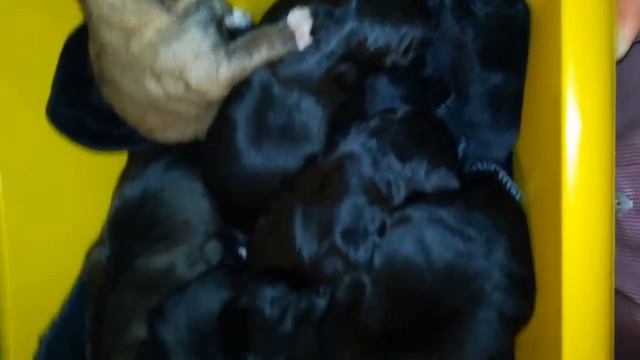 Шестеро из мусорного мешка, часть 2 смотреть онлайн