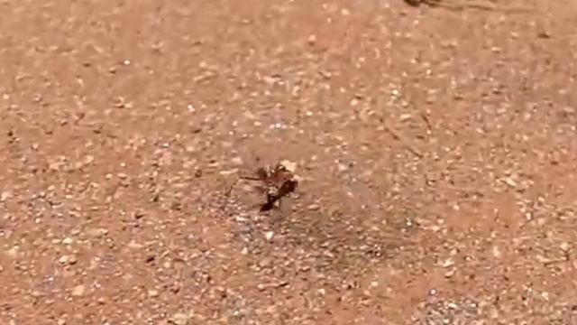 Melophorus bagoti Forward Navigation смотреть онлайн