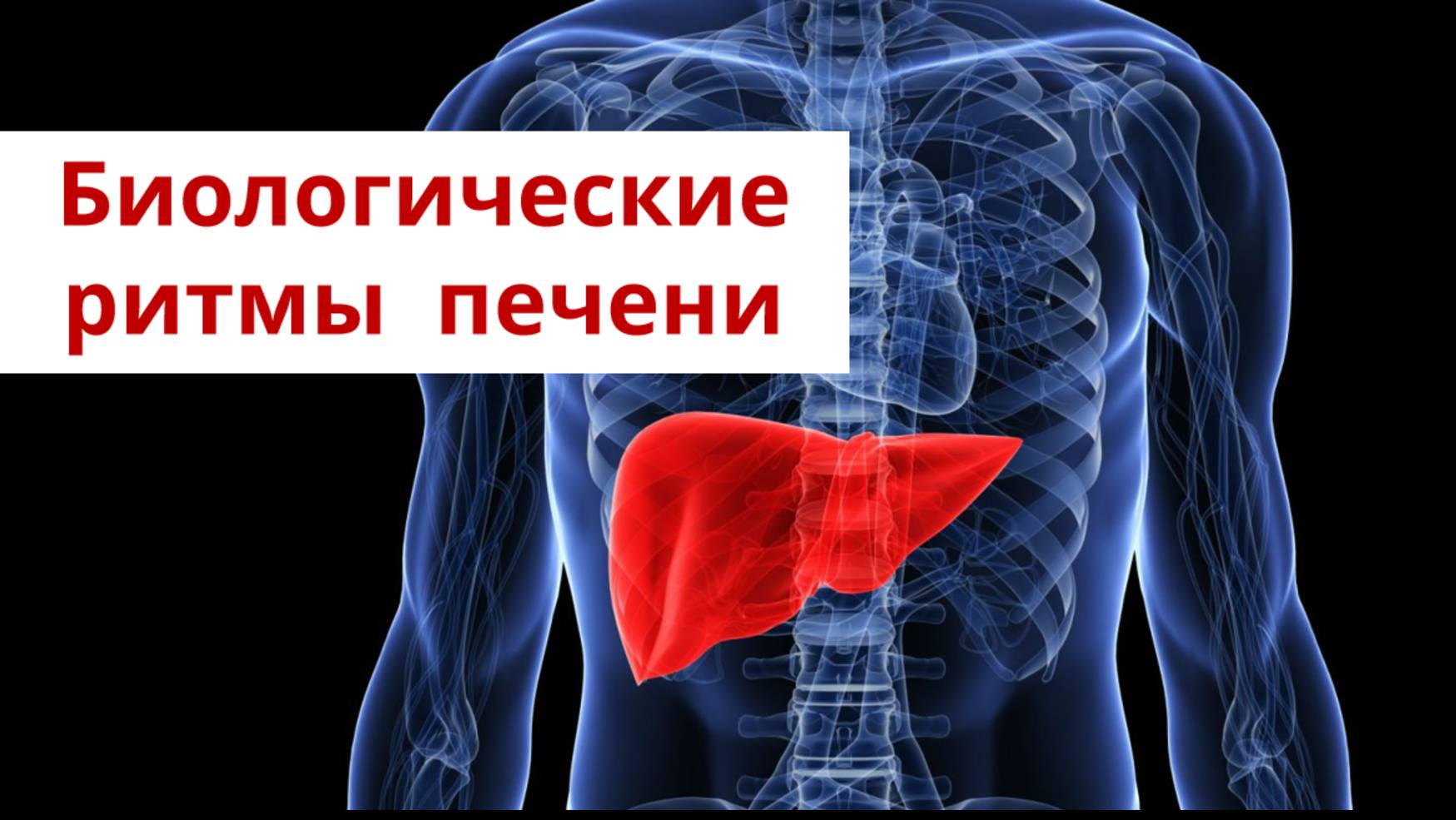 Билогические ритмы печени.